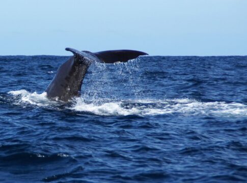 Featured image related to Whale sinks yacht in South Pacific, sailors rescued alive 18 hours later