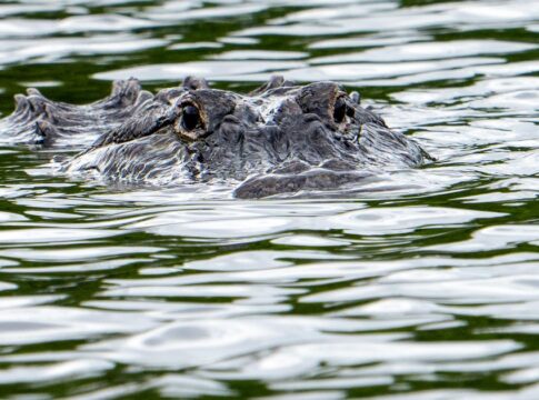 Featured image related to Alligator kills 71-year-old man fishing at pond in Florida